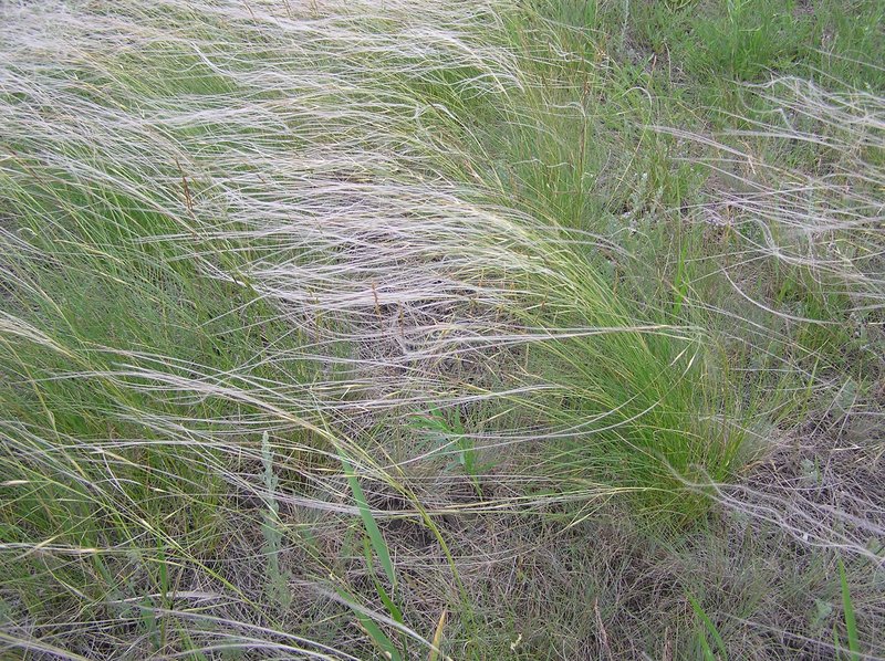 Stipa lessingiana