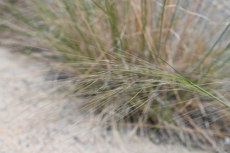 Stipa offneri
