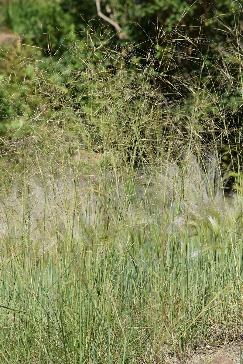 Stipa orientalis