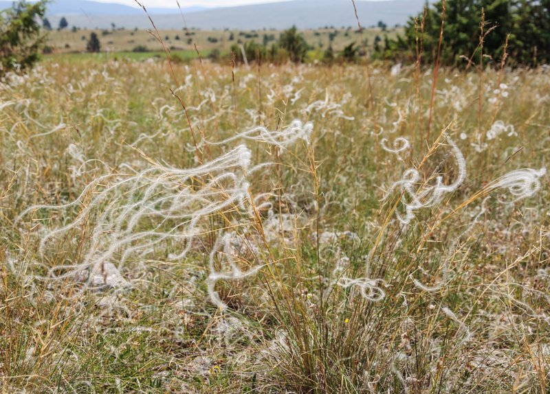European Feather Grass
