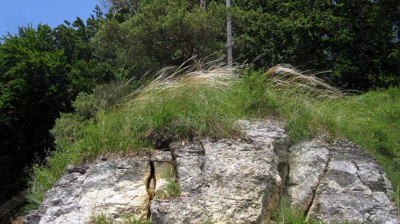 Stipa pulcherrima