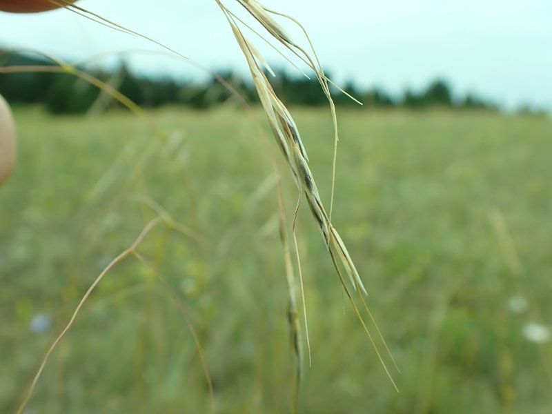 Needlegrass