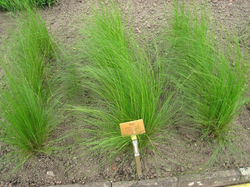 Stipa tirsa