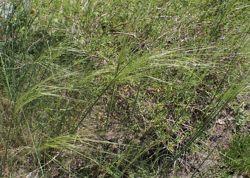 Stipa ucrainica