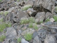 Stipagrostis obtusa