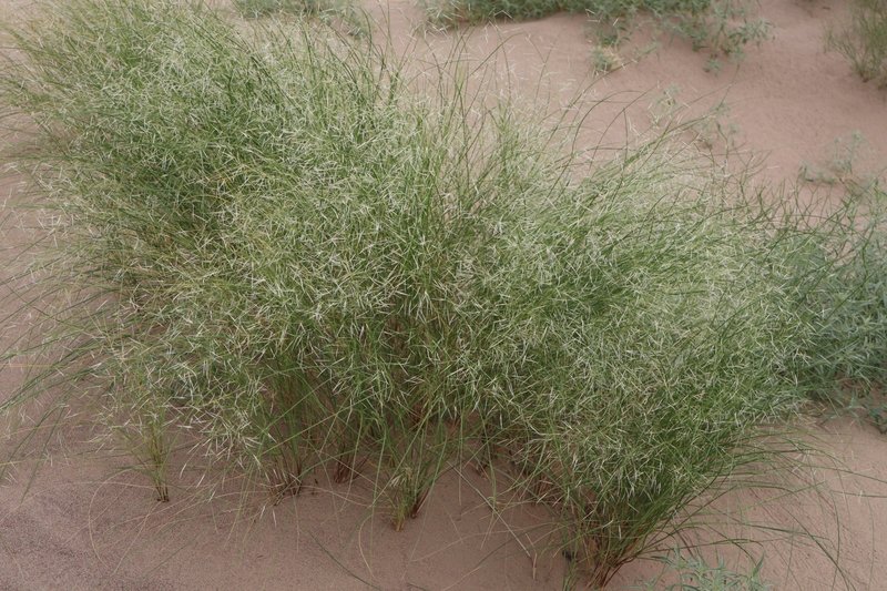Stipagrostis pennata
