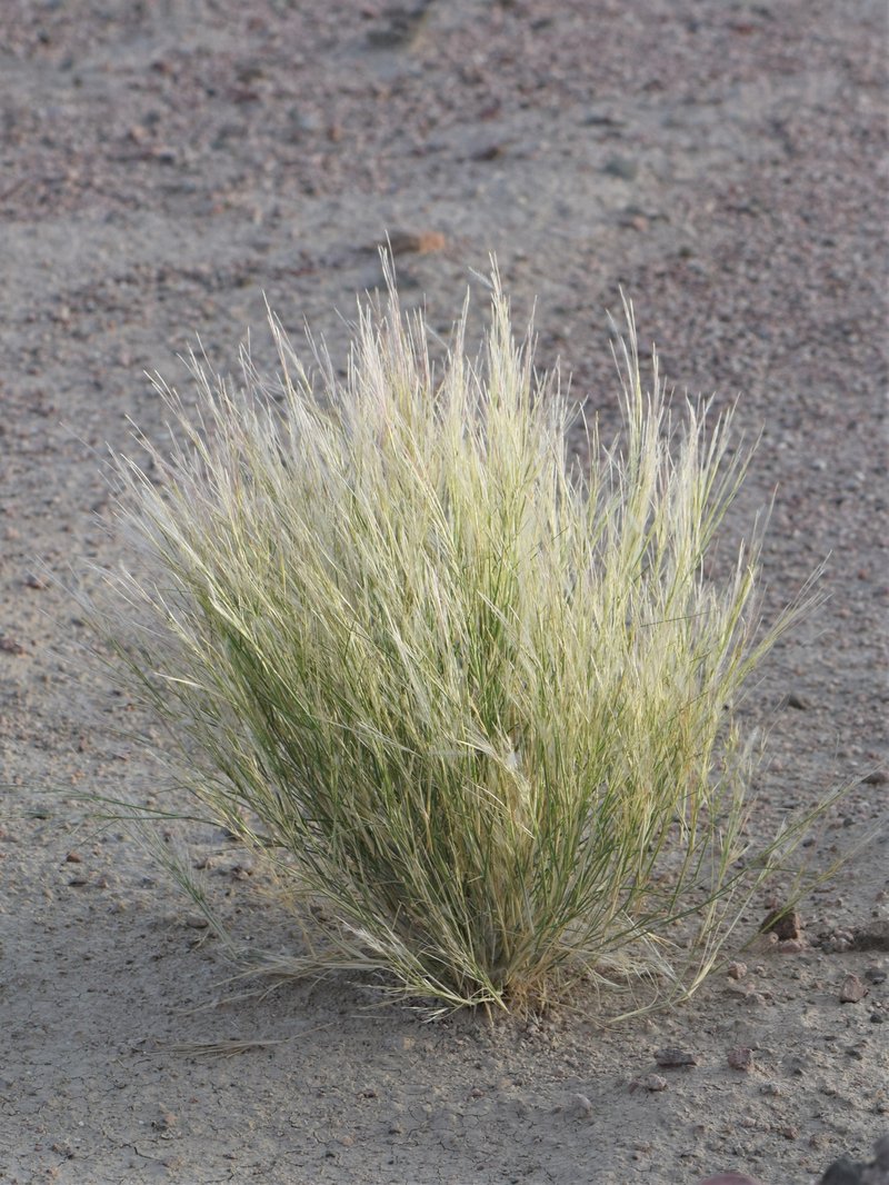 Stipagrostis plumosa