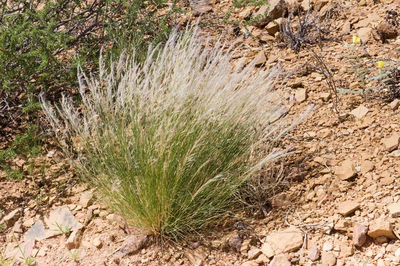 Stipagrostis uniplumis