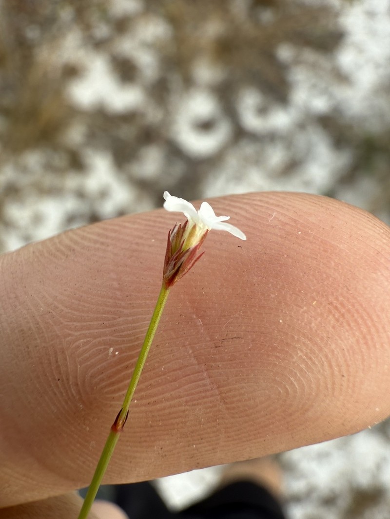 Stipulicida lacerata