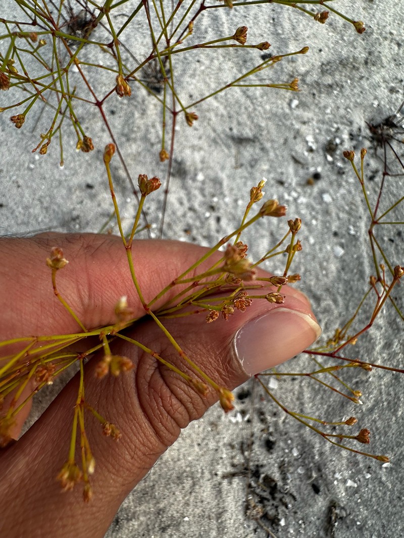 Stipulicida lacerata photo 5