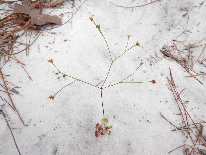 Pineland Scalypink photo 2
