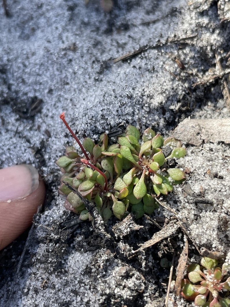 Pineland Scalypink photo 3