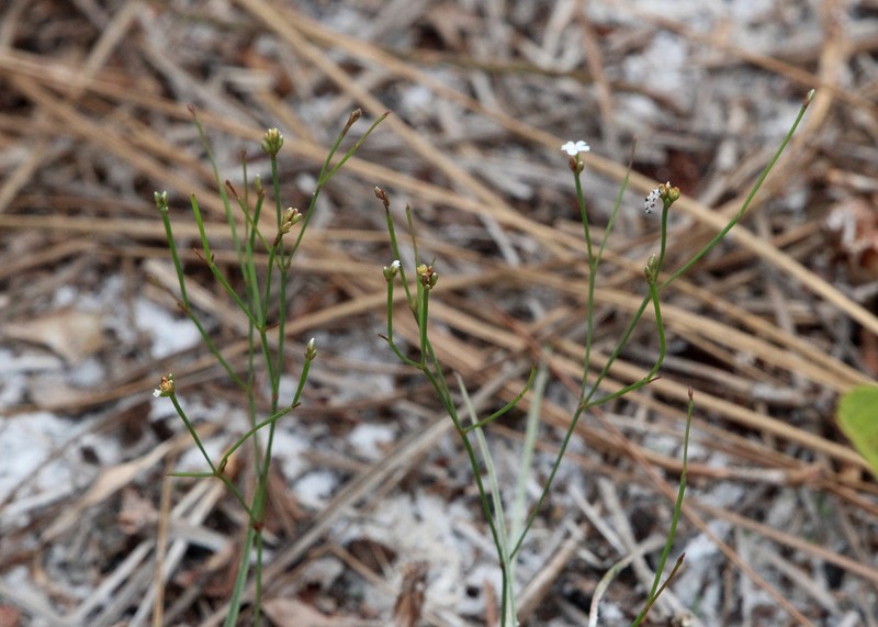 Pineland Scalypink photo 4