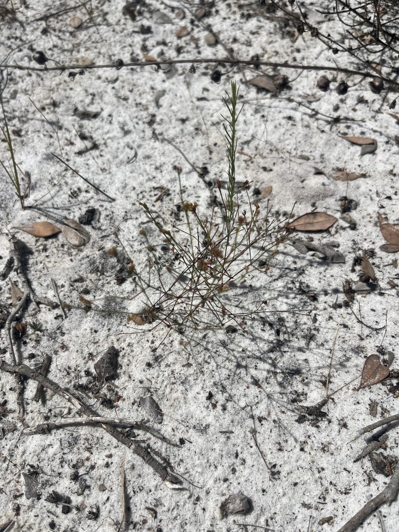 Pineland Scalypink photo 5