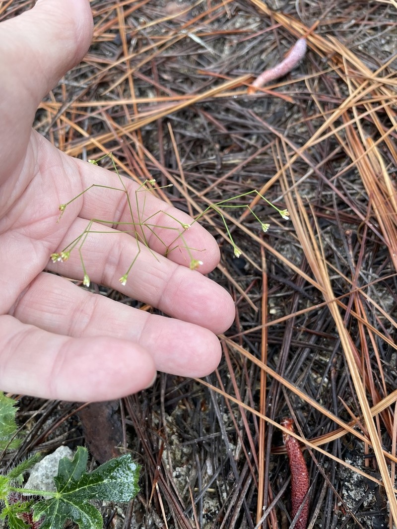 Pineland Scalypink photo 6