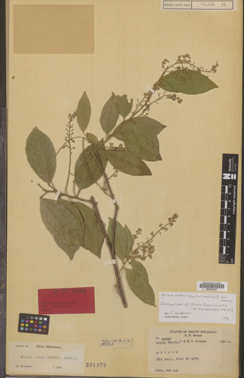 Stixis ovata subsp. ovata