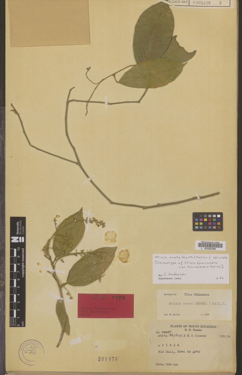 Stixis ovata subsp. ovata photo 2