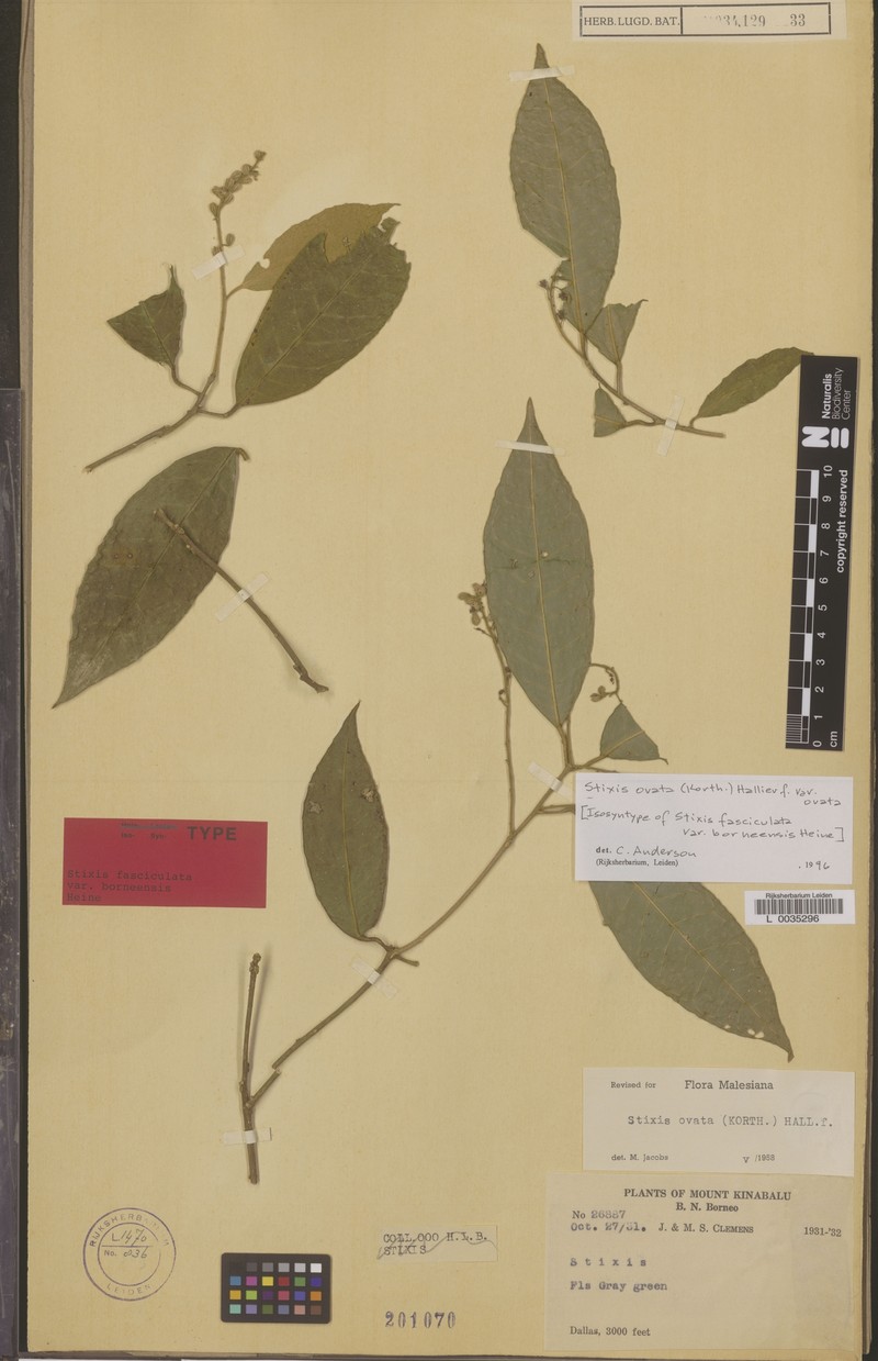 Stixis ovata subsp. ovata photo 3