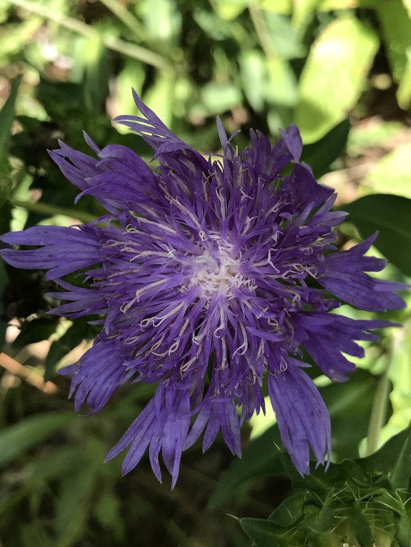Stokes' Aster photo 4