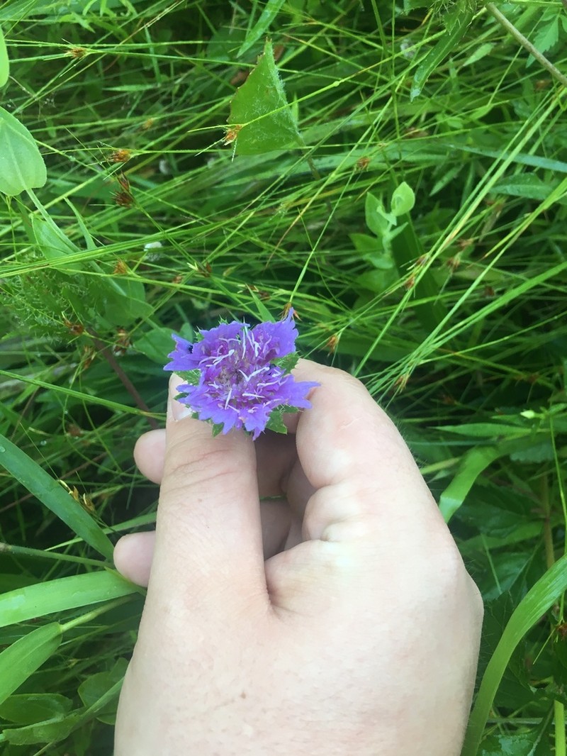 Stokes' Aster photo 5