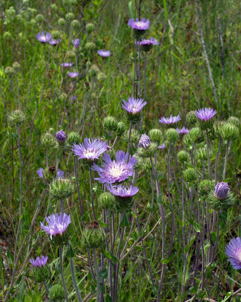 Stokes' Aster photo 6