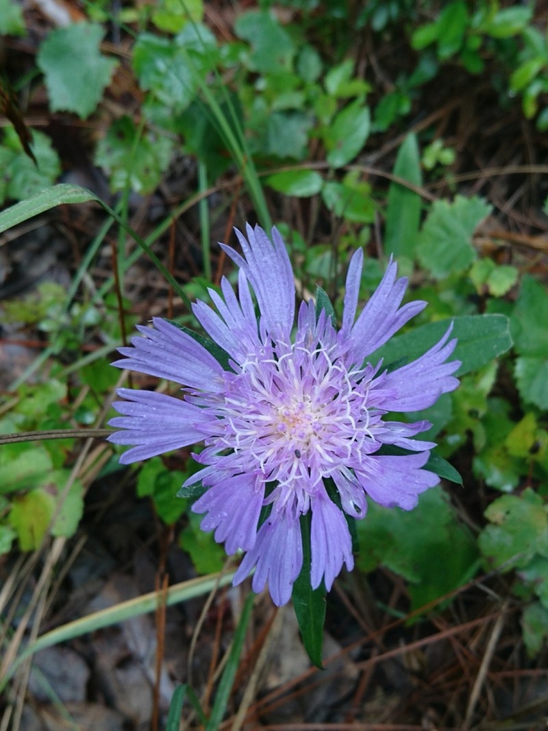 Stokes' Aster photo 7