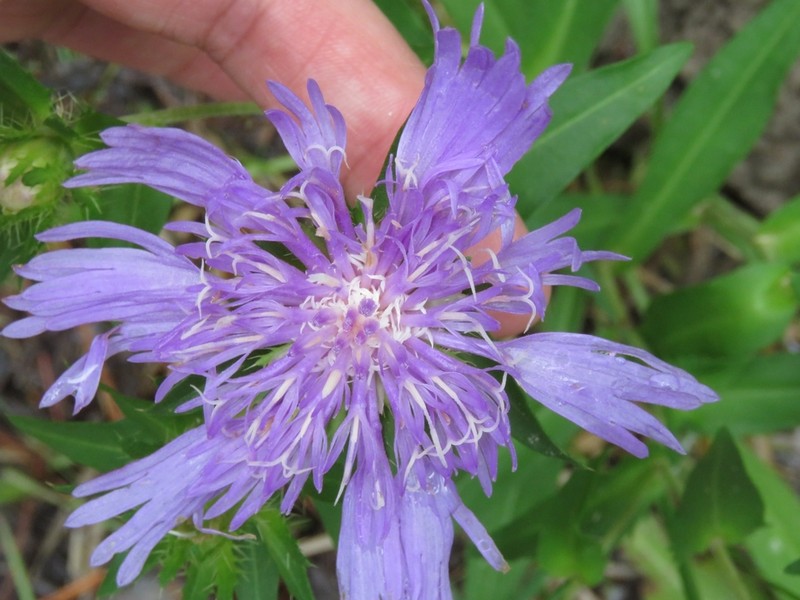 Stokes' Aster photo 8