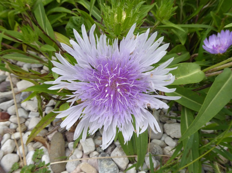 Stokes' Aster photo 2
