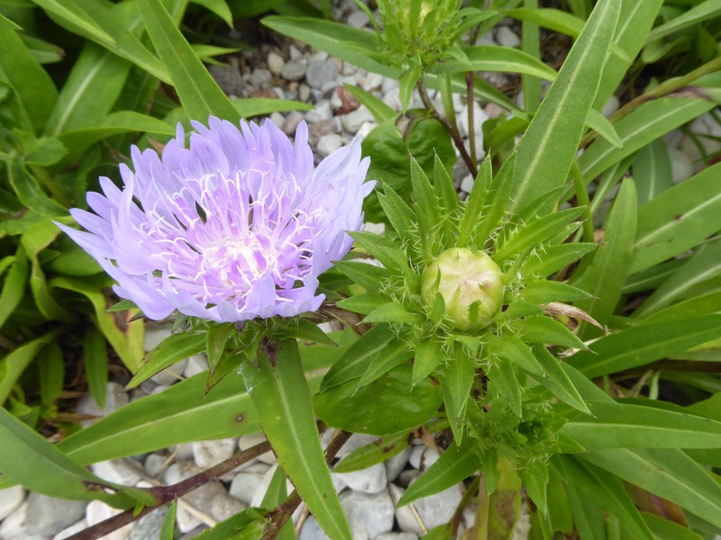 Stokes' Aster photo 3