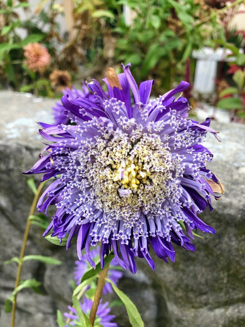 Stokes' Aster photo 4