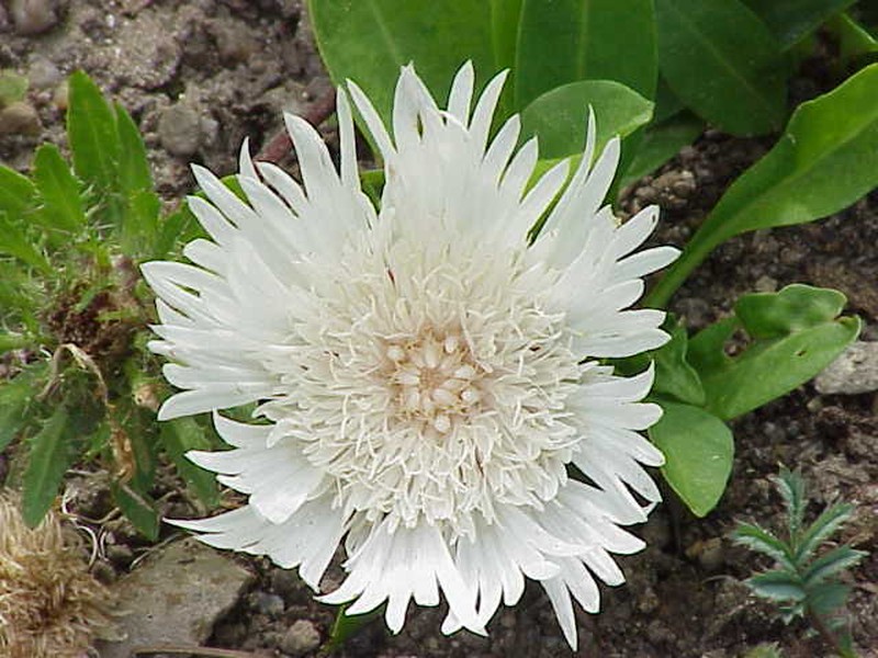 Stokes' Aster