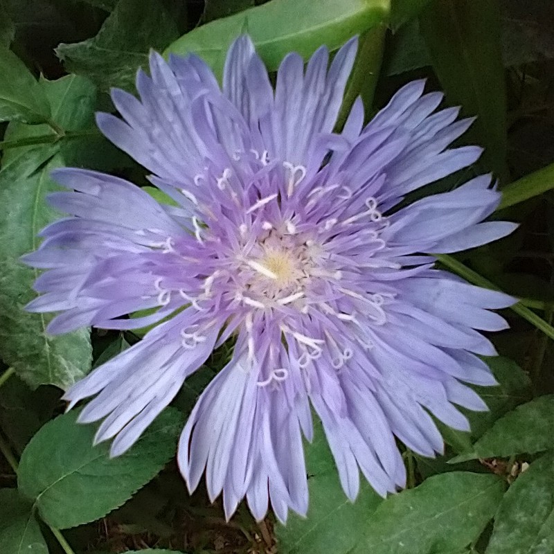 Stokes' Aster photo 5