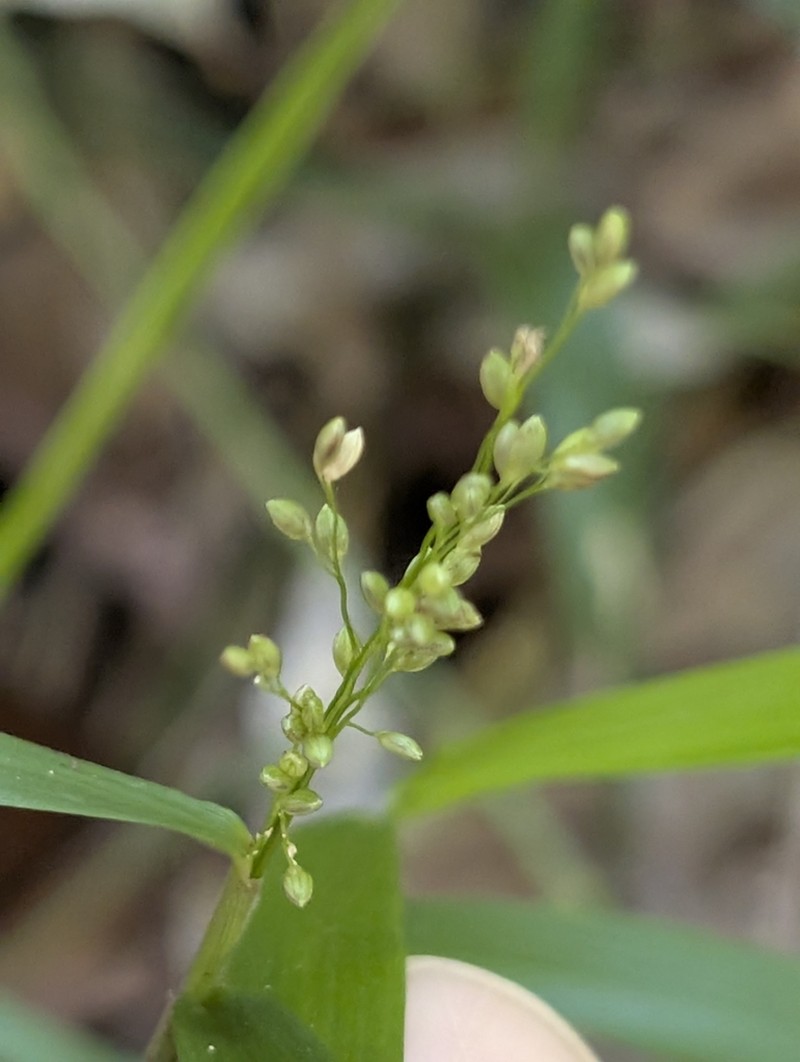 Stolonochloa lachnophylla
