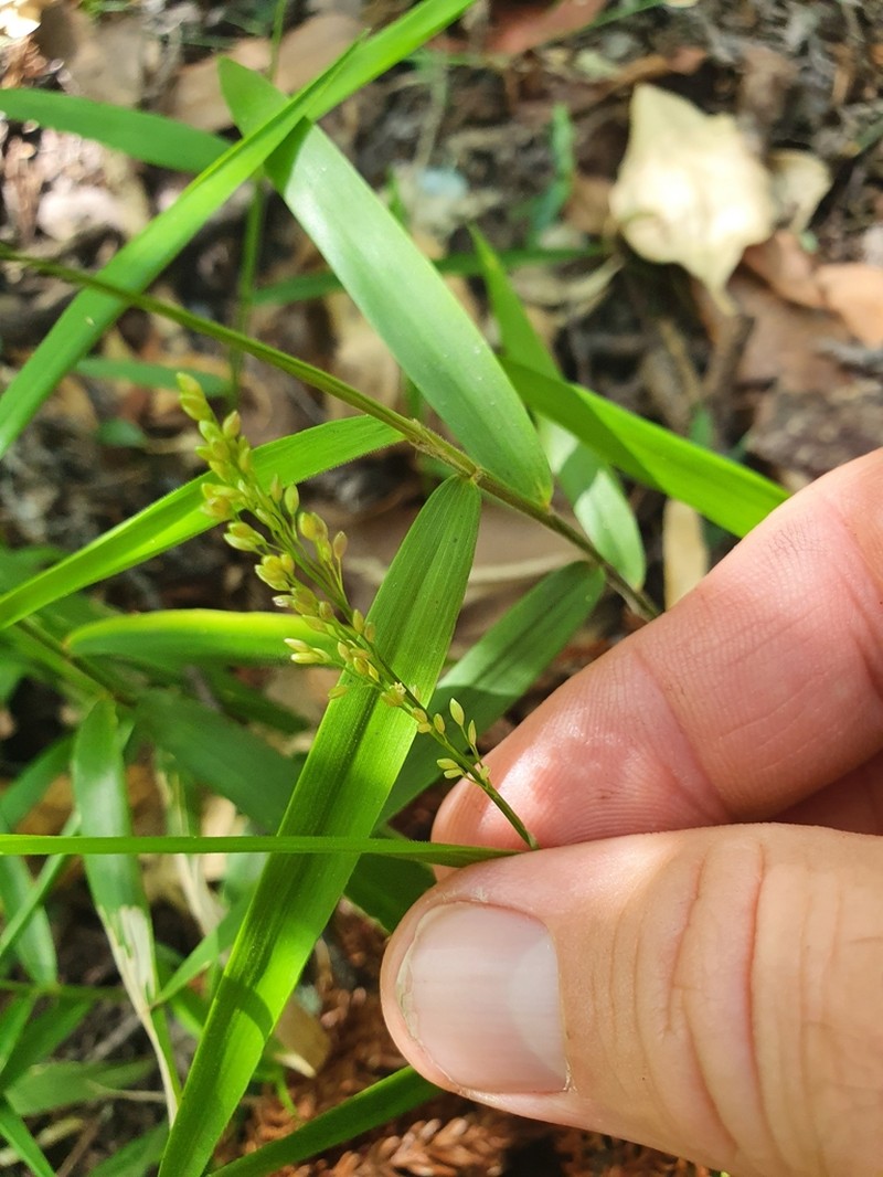 Stolonochloa lachnophylla photo 2
