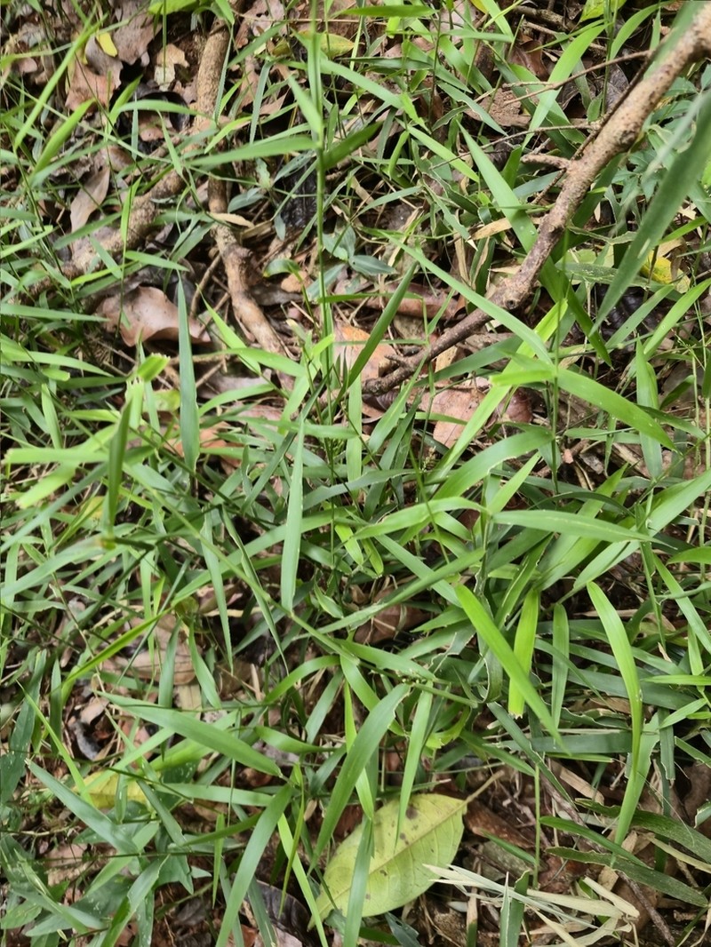 Stolonochloa lachnophylla photo 3