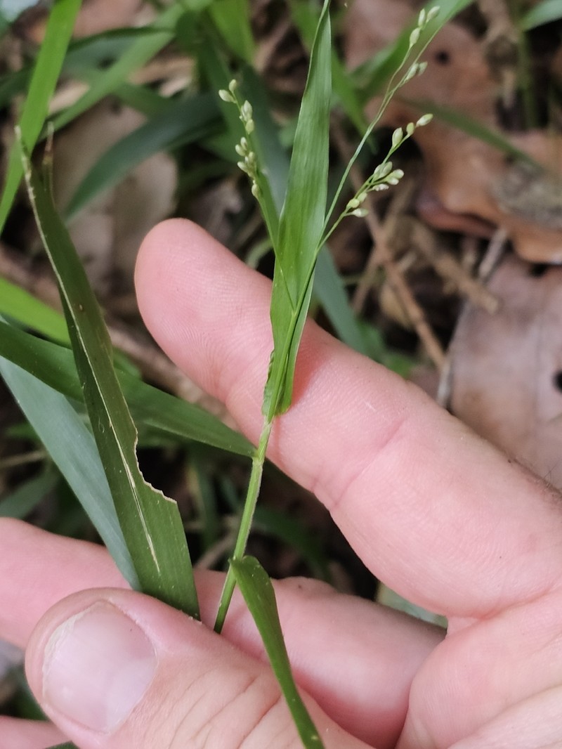 Stolonochloa lachnophylla photo 4