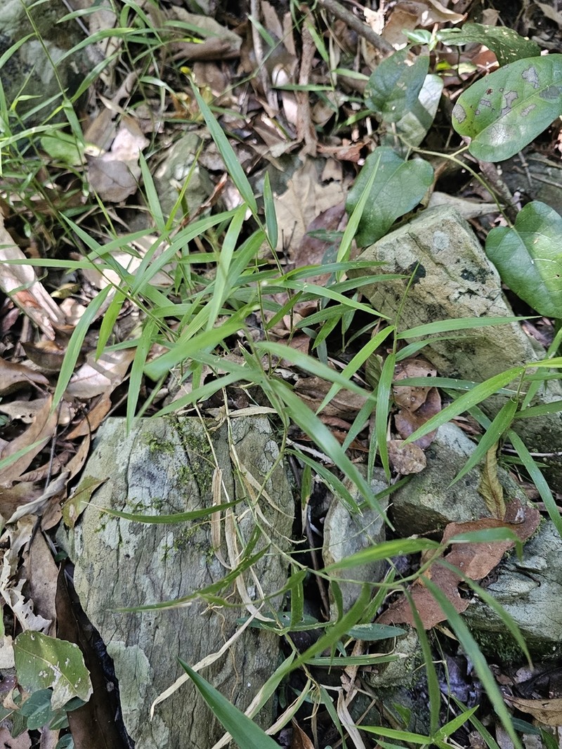 Stolonochloa lachnophylla photo 5