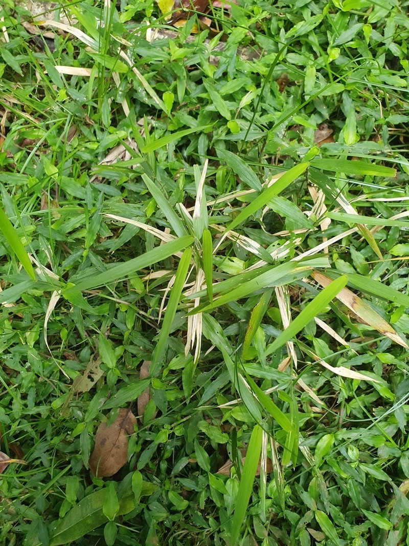 Stolonochloa lachnophylla photo 6
