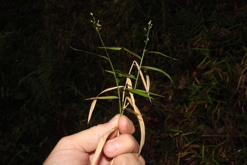 Stolonochloa lachnophylla photo 7