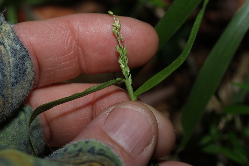 Stolonochloa lachnophylla photo 8