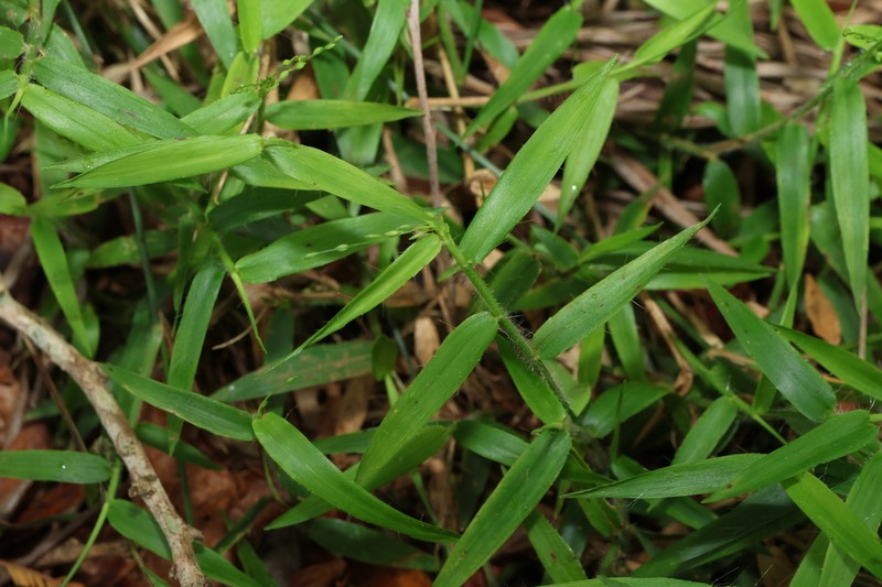 Stolonochloa pygmaea