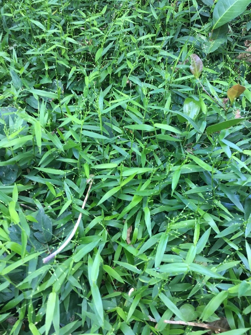 Stolonochloa pygmaea photo 2