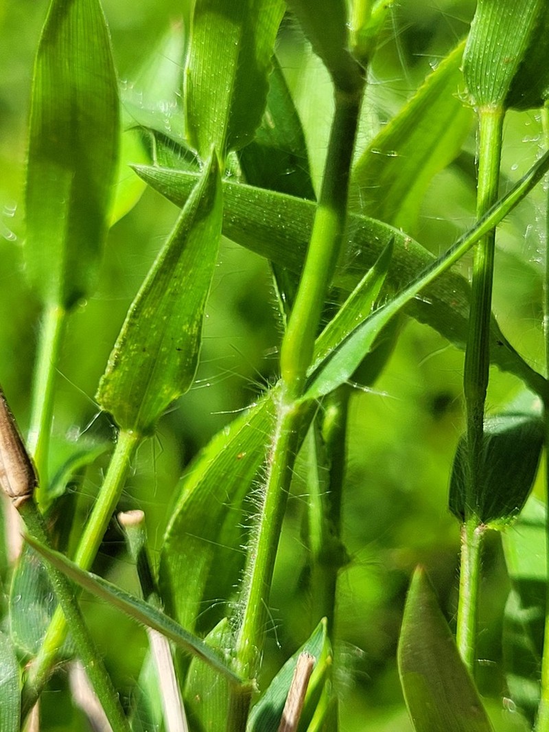 Stolonochloa pygmaea photo 3
