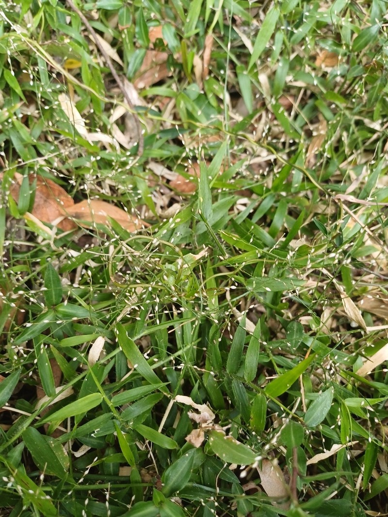 Stolonochloa pygmaea photo 4