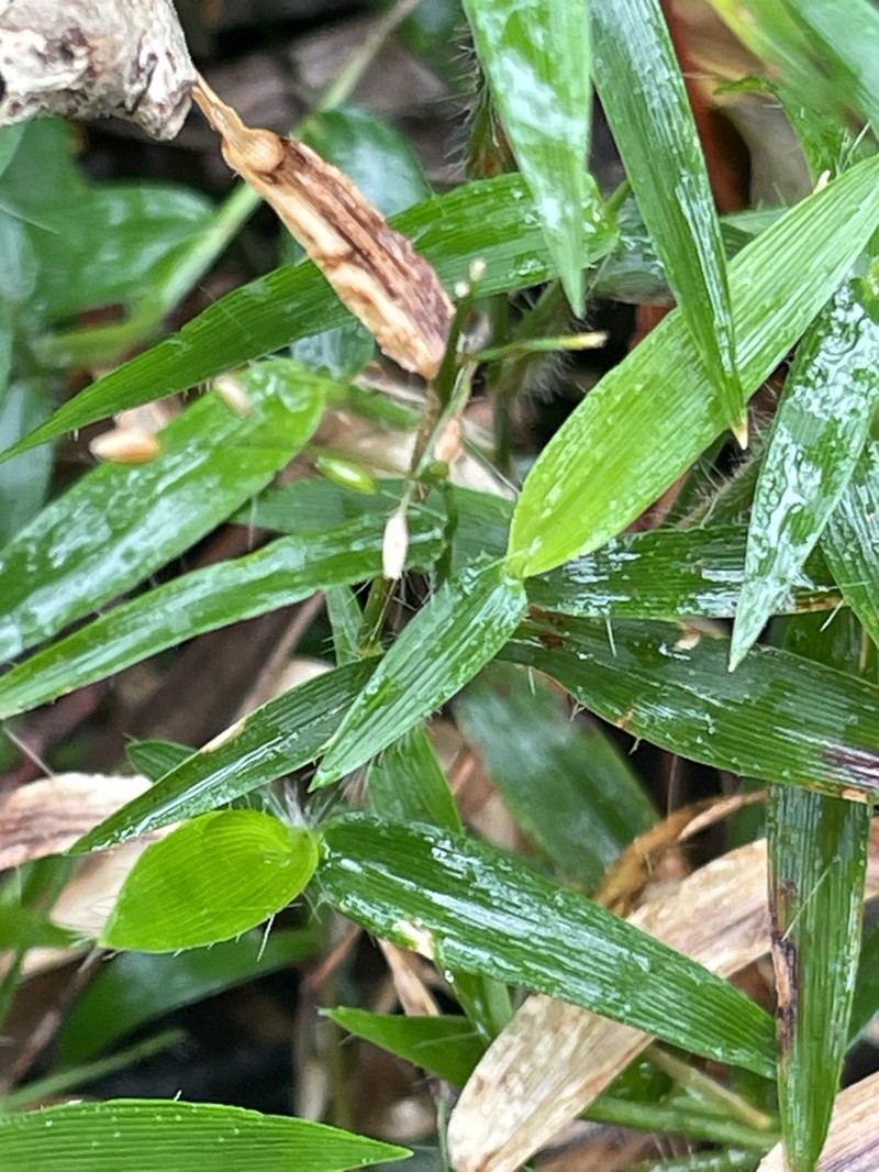 Stolonochloa pygmaea photo 5