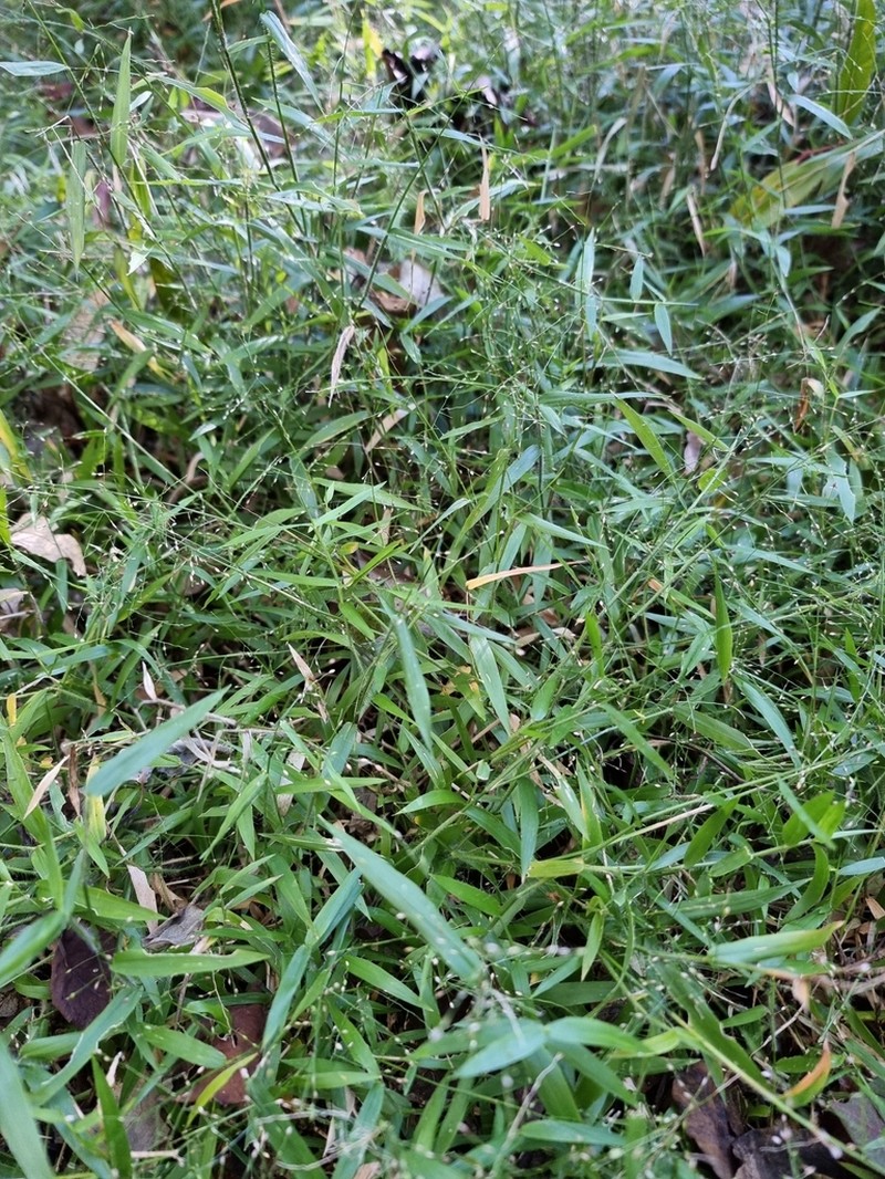 Stolonochloa pygmaea photo 6