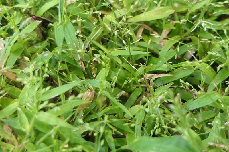 Stolonochloa pygmaea photo 7