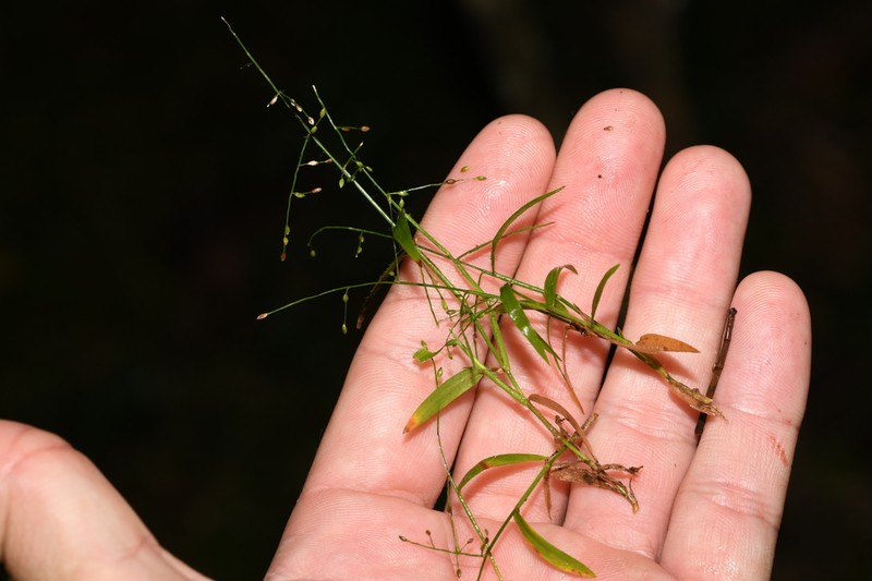 Stolonochloa pygmaea photo 8
