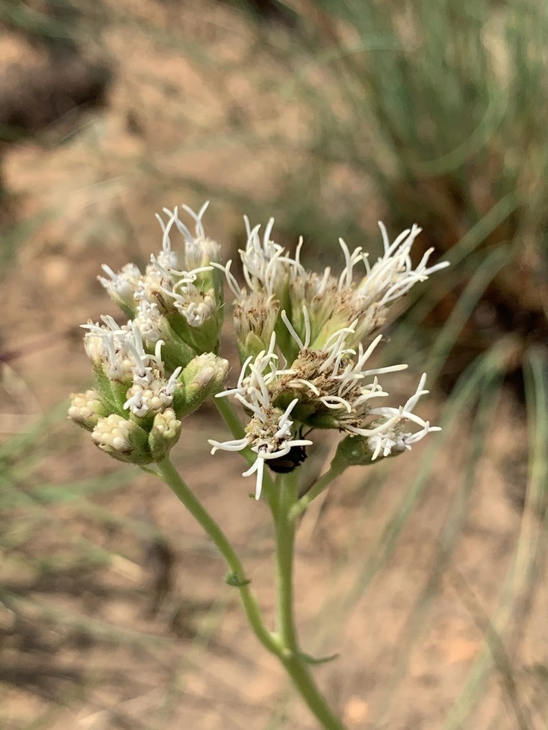 Stomatanthes africanus photo 2