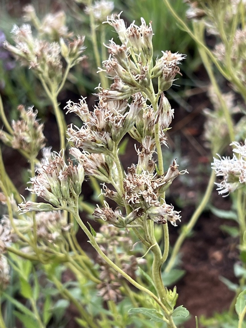 Stomatanthes africanus photo 3
